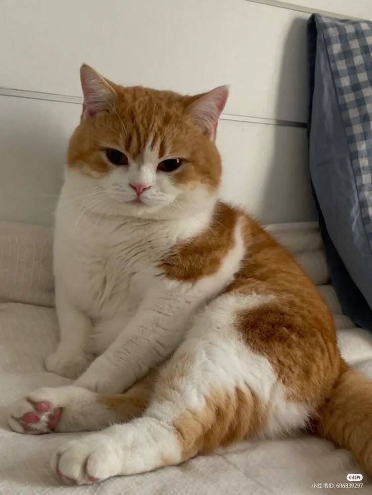 냥이.jpg